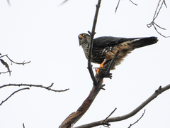 Falco columbarius suckleyi