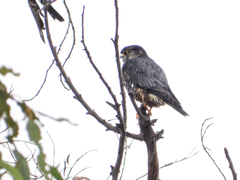 Falco columbarius suckleyi
