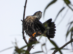 Falco columbarius suckleyi