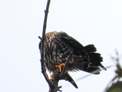 Falco columbarius suckleyi