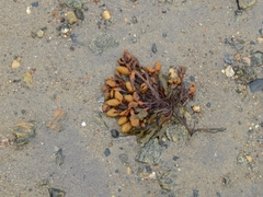 Fucus vesiculosus