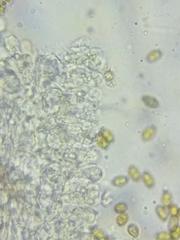 Bolbitius coprophilus