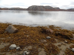 Fucus vesiculosus