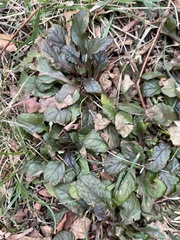 Ajuga reptans