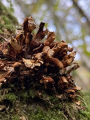 Hypocreopsis rhododendri