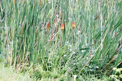 Kniphofia uvaria