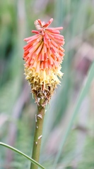 Kniphofia uvaria