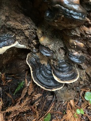 Fomitopsis ochracea