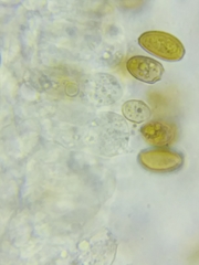 Bolbitius coprophilus