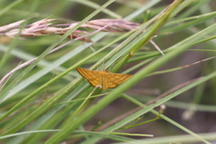 Idaea aureolaria