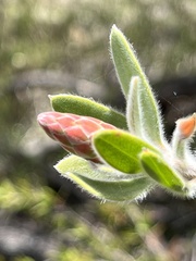 Melaleuca flavovirens