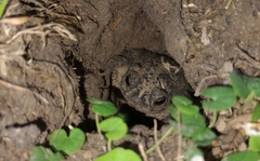 Rhinella dorbignyi