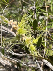Melaleuca flavovirens