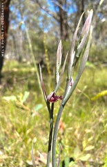 Calochilus therophilus