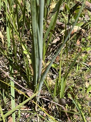 Calochilus therophilus