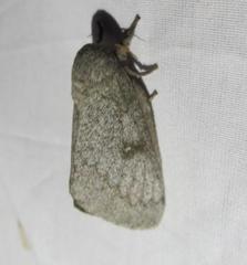 Syssphinx heiligbrodti