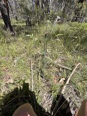 Calochilus therophilus
