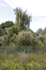 Salix babylonica babylonica