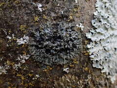 Phaeophyscia adiastola