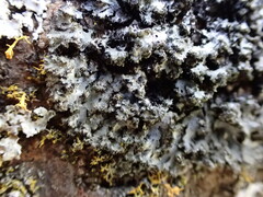 Phaeophyscia adiastola