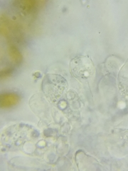 Bolbitius coprophilus