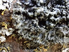 Phaeophyscia adiastola