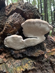 Fomitopsis ochracea