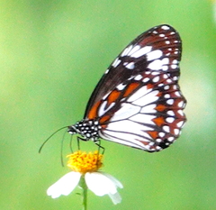 Danaus affinis
