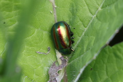 Oreina speciosa