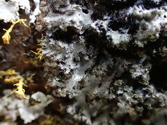 Phaeophyscia adiastola