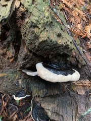 Fomitopsis ochracea