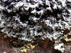 Phaeophyscia adiastola