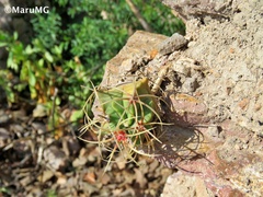 Ferocactus histrix