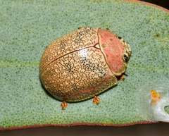 Paropsis roseola