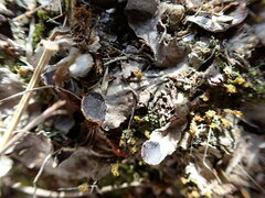 Peltigera tereziana
