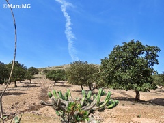 Myrtillocactus geometrizans