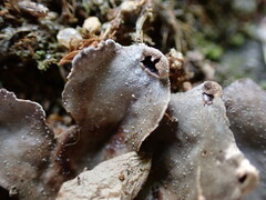 Peltigera tereziana