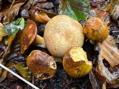 Pseudoboletus parasiticus