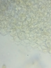 Bolbitius coprophilus