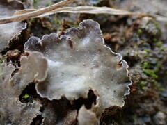 Peltigera tereziana