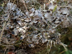 Peltigera tereziana