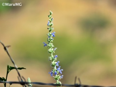 Salvia connivens