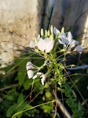 Cleome gynandra