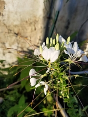 Cleome gynandra