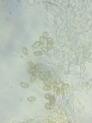 Bolbitius coprophilus