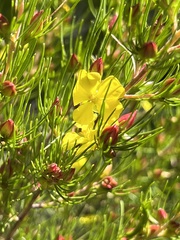 Hibbertia elata