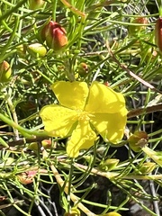 Hibbertia elata