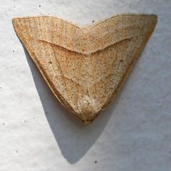 Petrophora chlorosata