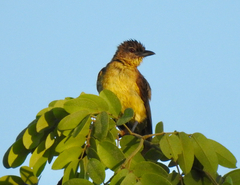 Chlorocichla flaviventris