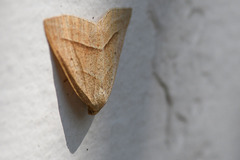 Petrophora chlorosata